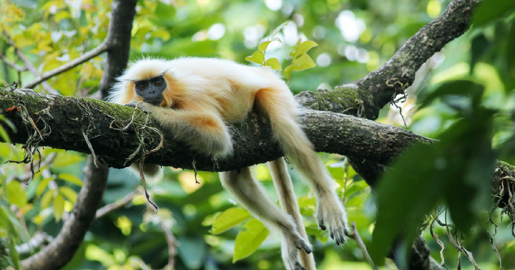 Chakrashila Wildlife Sanctuary