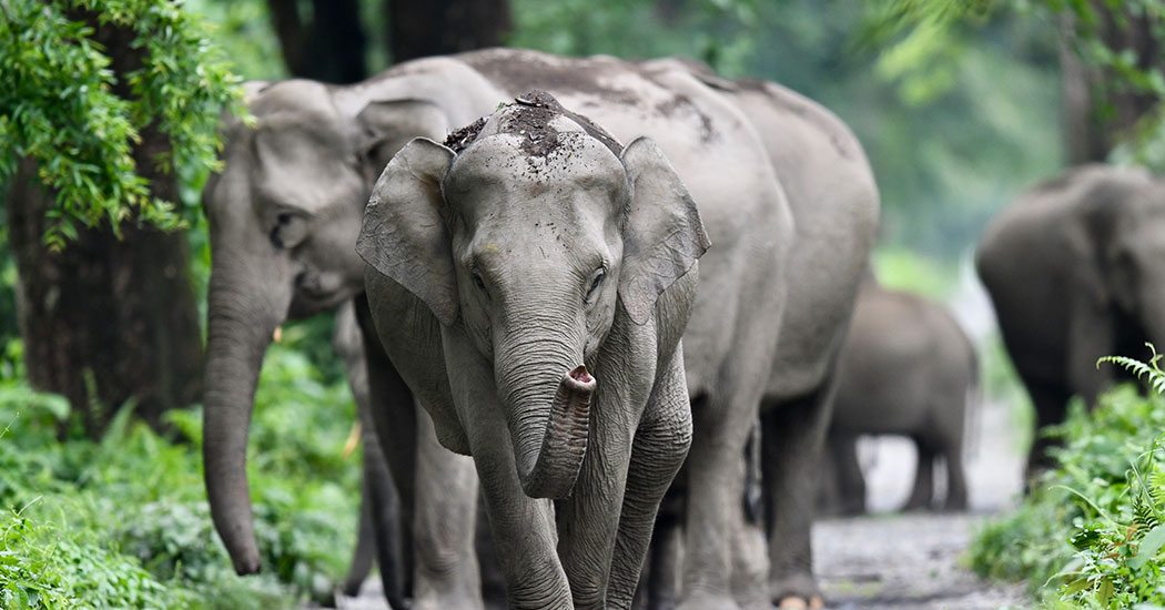 Bornadi Wildlife Sanctuary