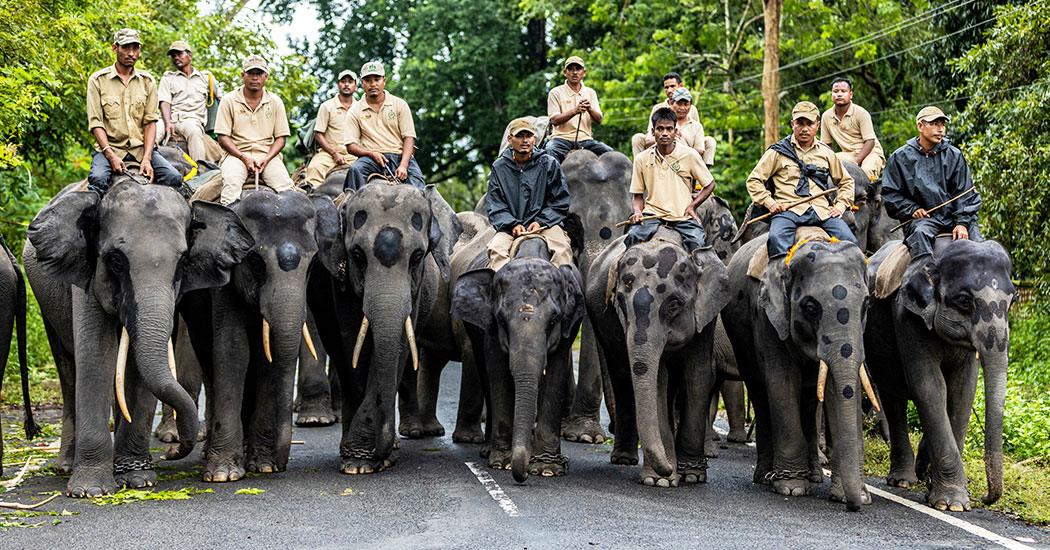 Manas National Park