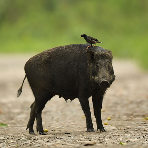 Bornadi Wildlife Sanctuary