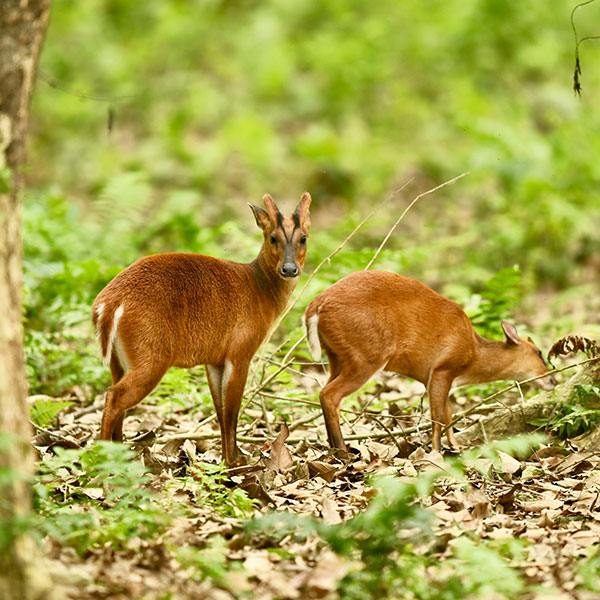 Bornadi Wildlife Sanctuary