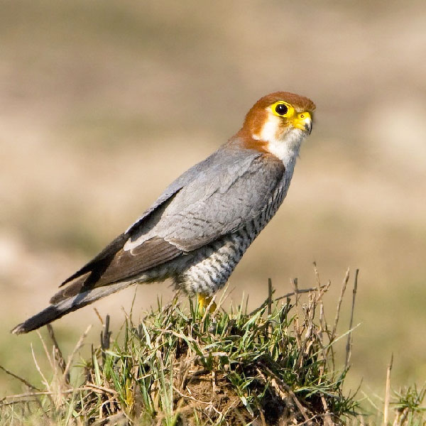 Chakrashila Wildlife Sanctuary