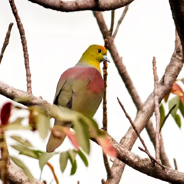 Chakrashila Wildlife Sanctuary