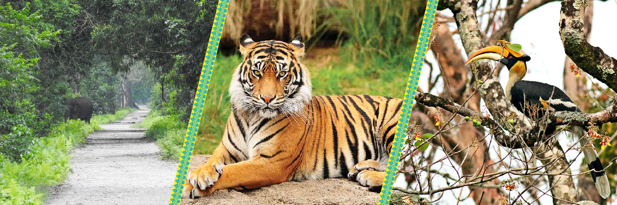Attractions of Manas National Park