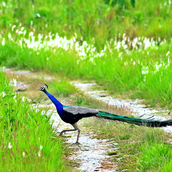 Manas National Park