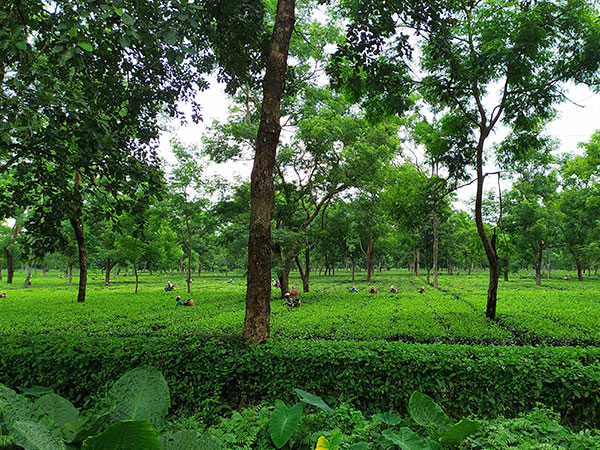 Udalguri