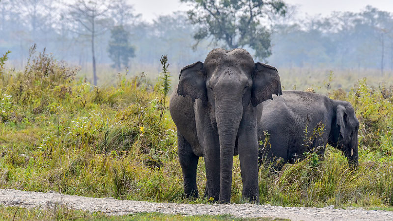 Bornadi Wildlife Sanctuary