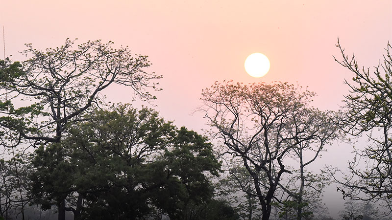 Flora - Chirang