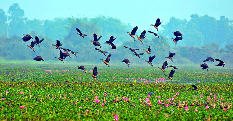Bird Watching Sites
