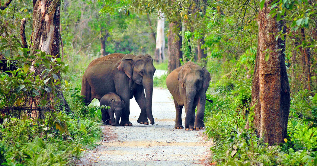 Jungle Safari