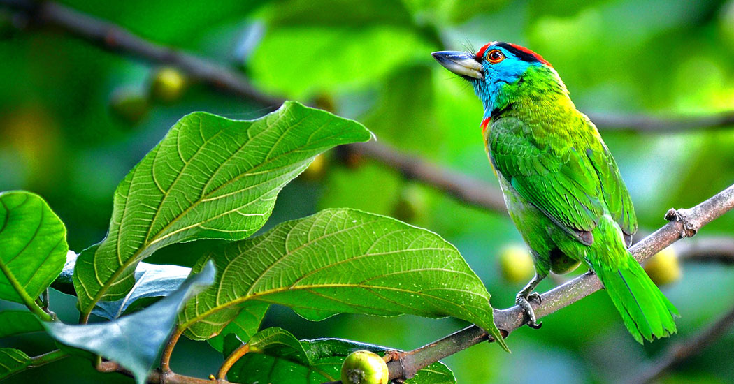 Birdwatching